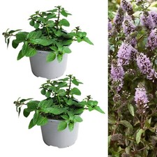 Black Peppermint Mint Herb