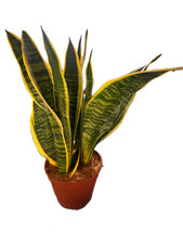Snake Plant, Mother-in-Law’s