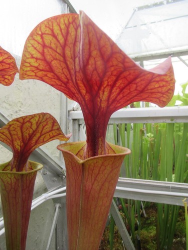 Sarracenia flava orange - sarracenia, “orange