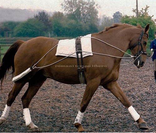 Longier training system - training,