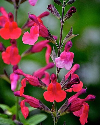 Salvia wine and roses - salvia,