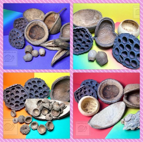 Natural vivarium decor pack - decor,