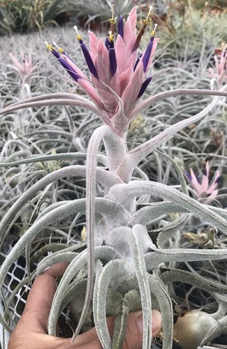 Tillandsia ehlersiana one - tillandsia,
