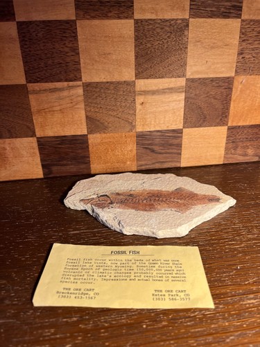 Fish fossil a1132 - fossil,