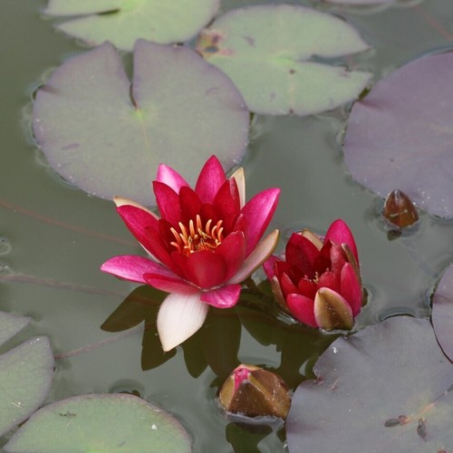 Dwarf variety red water - 1,