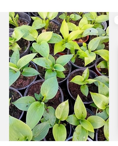 Giant rex hosta - giant, plants