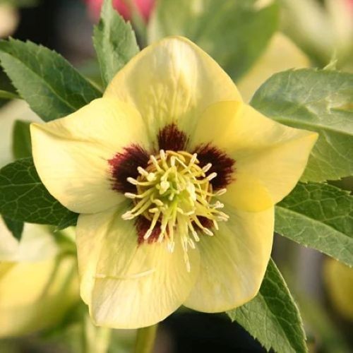 Hellebore gold star x1 - 'gold,