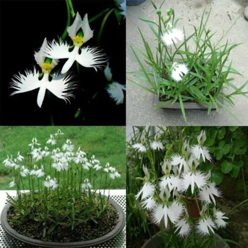 White egret orchid flower - white,