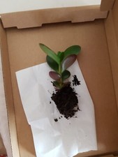 Crassula ovata money - 1x,