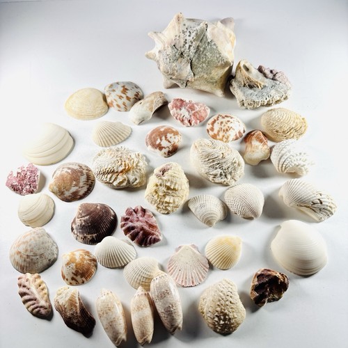 Natural shells conch assorted - shells,