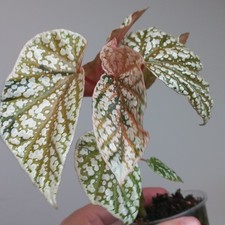 RARE - Begonia Snowcap PINK HIGHLY Variegated, LARGE Established Potted Plant A1