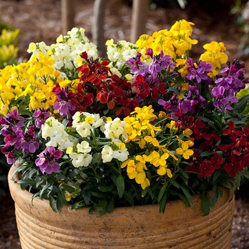 Beautiful fragrant - beautiful,