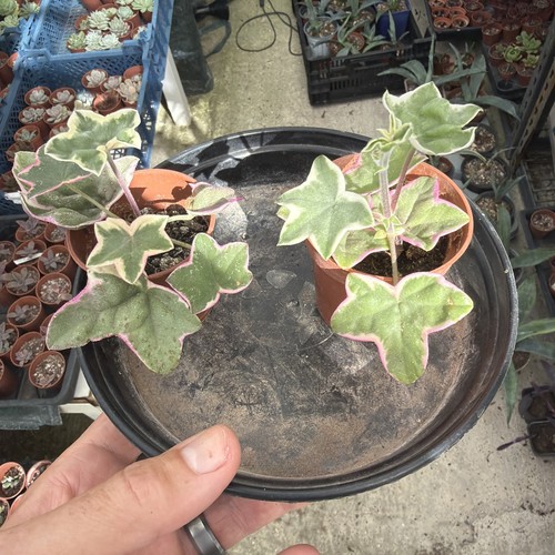 Pelargonium élégante - pelargonium, |