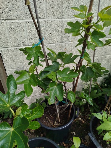Fig tree large brown turkey - large, xl