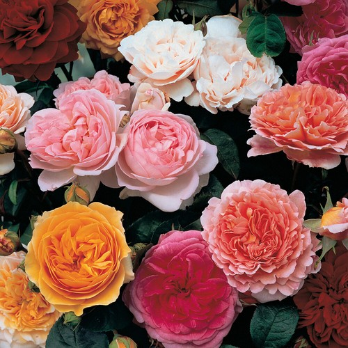 Old english shrub rose - old,