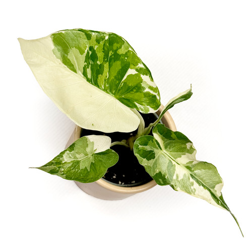 Alocasia gageana albo - gageana, 'albo