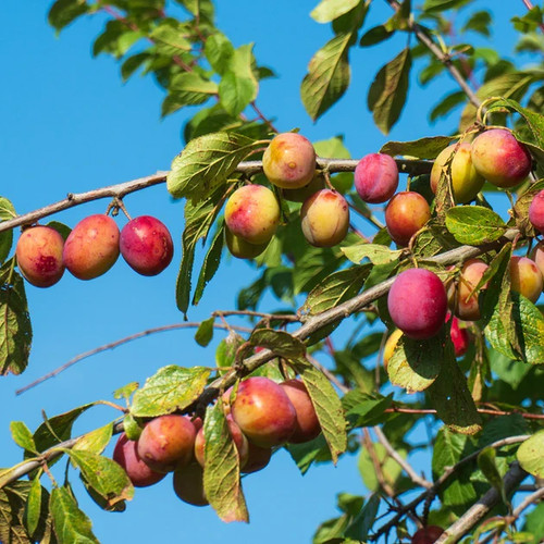 Big juicy victoria - big, tree