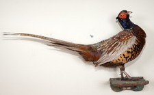 Beautiful Hunting Pheasant