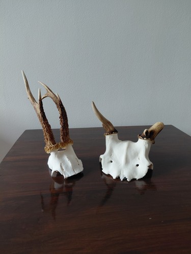 Roe buck fallow - buck,