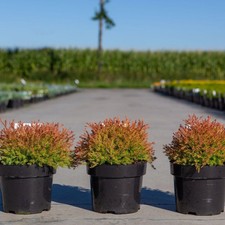 Thuja occidentalis Fire Chief