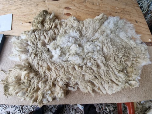 Raw sheep fleece spinning - fleece,