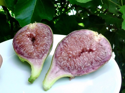 Fig tree desert - desert, variety
