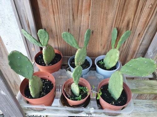 Pear cactus plant inches 1 - pear, 7