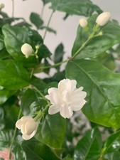 SAMBAC MYSORE MULLI/ARABIAN