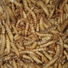 Dried Calciworms & Mealworms