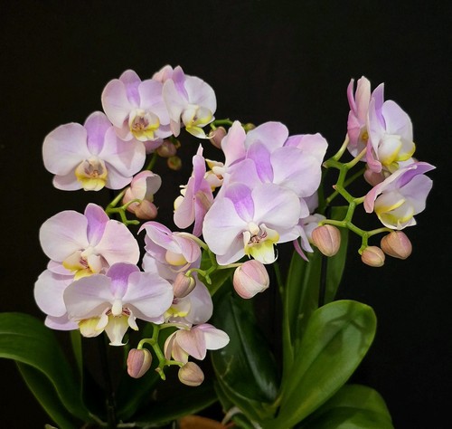 Phalaenopsis soft pink 2 - pink".,