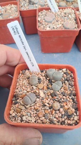 Lithops terricolor syn - lithops, (syn