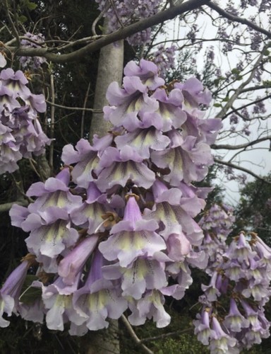 Paulownia tomentosa 100 - –,