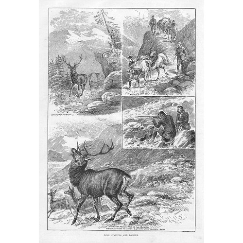 Scotland deer stalking and - deer,