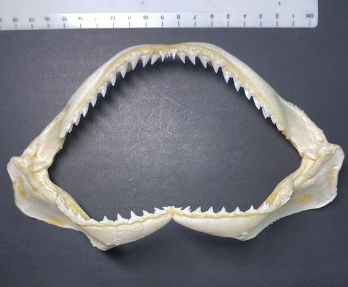 Shark jaw requiem - jaw,