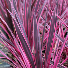 Cordyline australis 'Pink Passion' Cabbage Palm Evergreen Shrub Plant in Pot