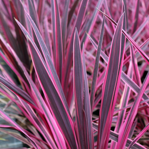 Cordyline australis pink - cordyline,
