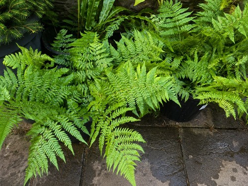 Healthy woodland fern - woodland, plants