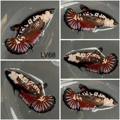 Female betta live - betta, lv68