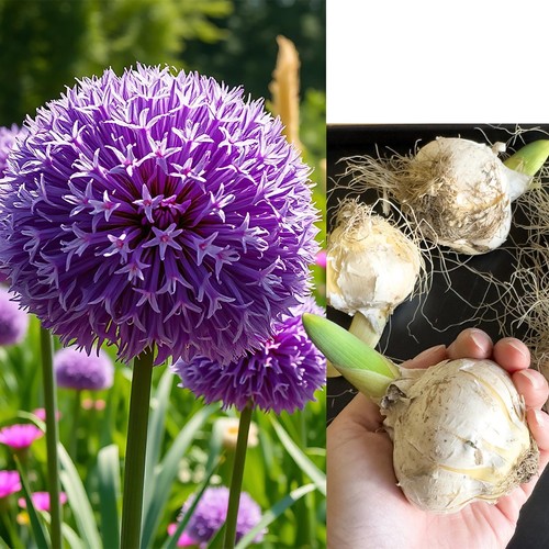 Giant allium 25cm bulb - 1-20,