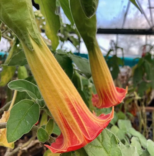 Brugmansia sanguinea 9cm - sanguinea,