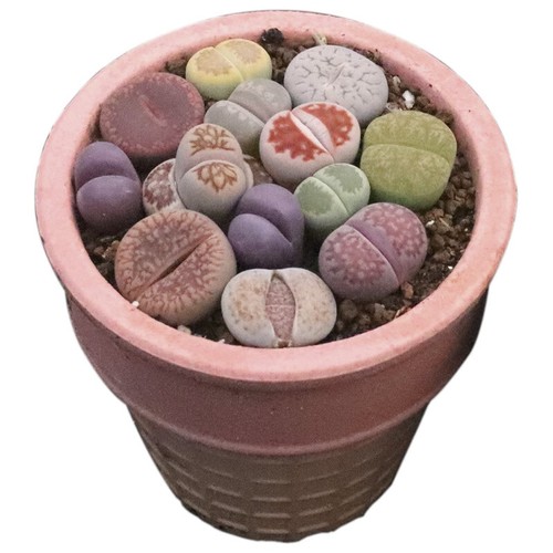 12pcs succulent plant lithops - succulent,