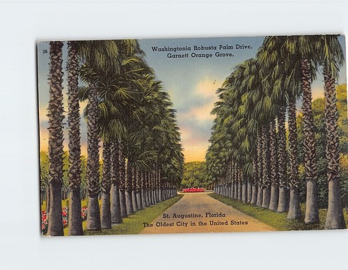 Postcard washingtonia robusta - washingtonia,