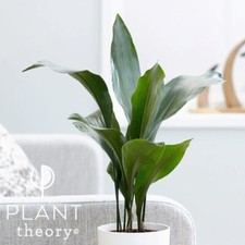 30cm Aspidistra Elatior Aspidistra Cast Iron Plant Foliage Indoor Plant 13cm Pot