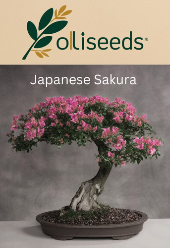 Japanese sakura cherry blossom - cherry,
