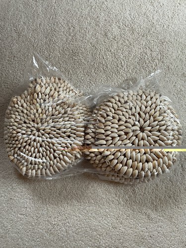 Cowrie shell trivets - cowrie, or