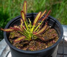 50+ Seeds From Drosera