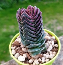 Crassula Buddha's Temple