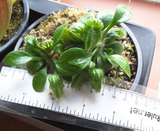 CEPHALOTUS FOLLICULARIS Albany carnivorous Pitcher Big Trap black rare mature