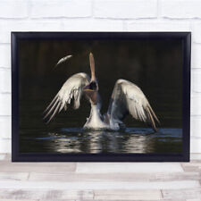 Pelican Water Bird Birds Fish Catch Caught Jump Gravity Wings Wall Art Print