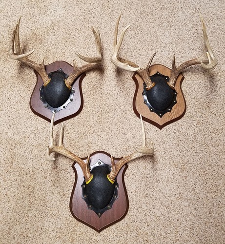 Whitetail deer antlers - whitetail,